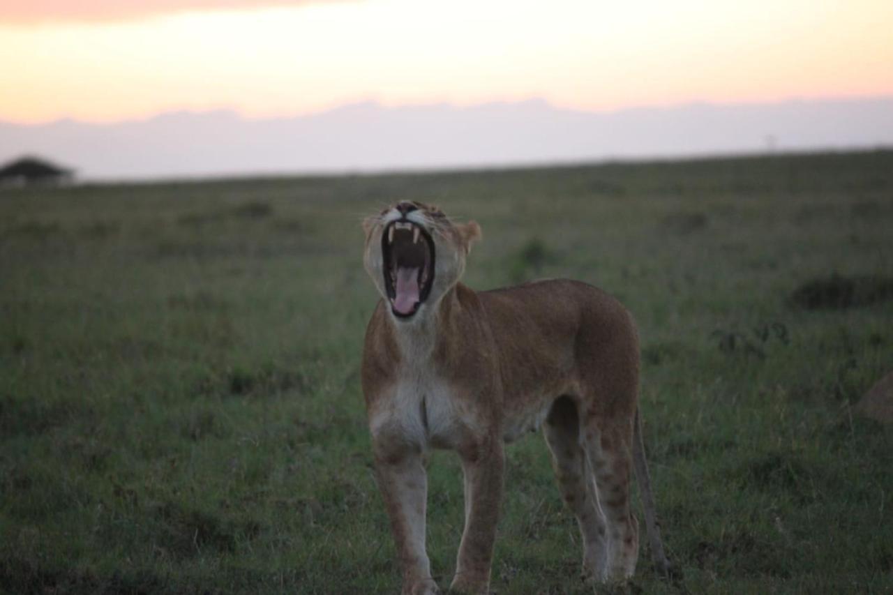 Narasha Homestay - Maasai Mara Talek Bagian luar foto