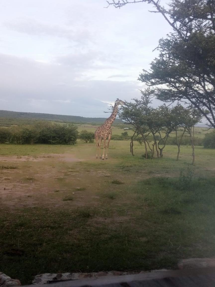 Narasha Homestay - Maasai Mara Talek Bagian luar foto