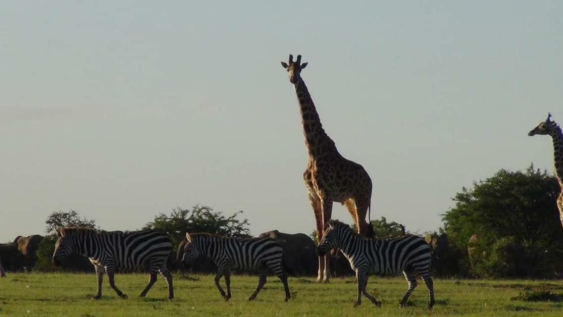 Narasha Homestay - Maasai Mara Talek Bagian luar foto